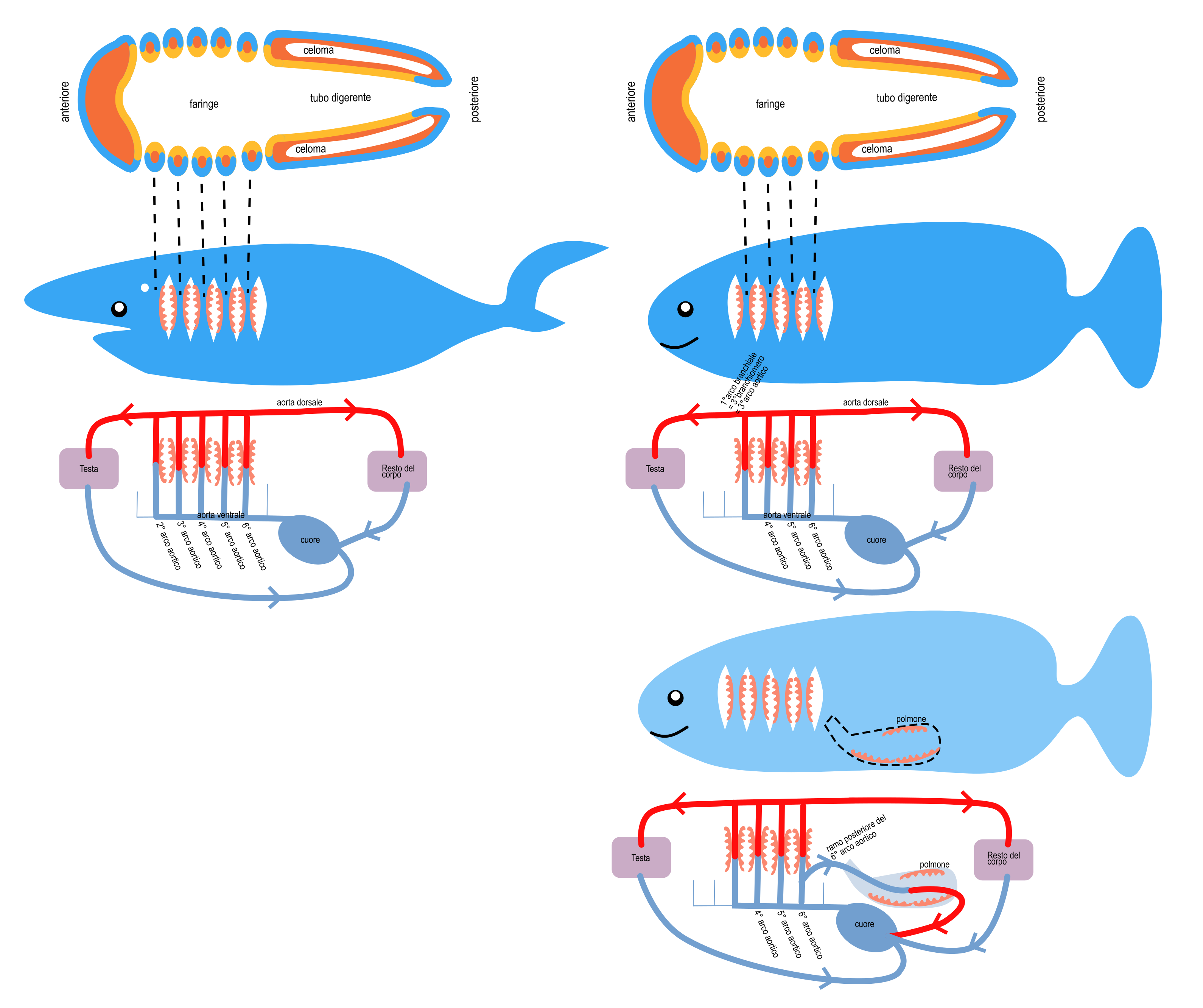 fishes aortic arches